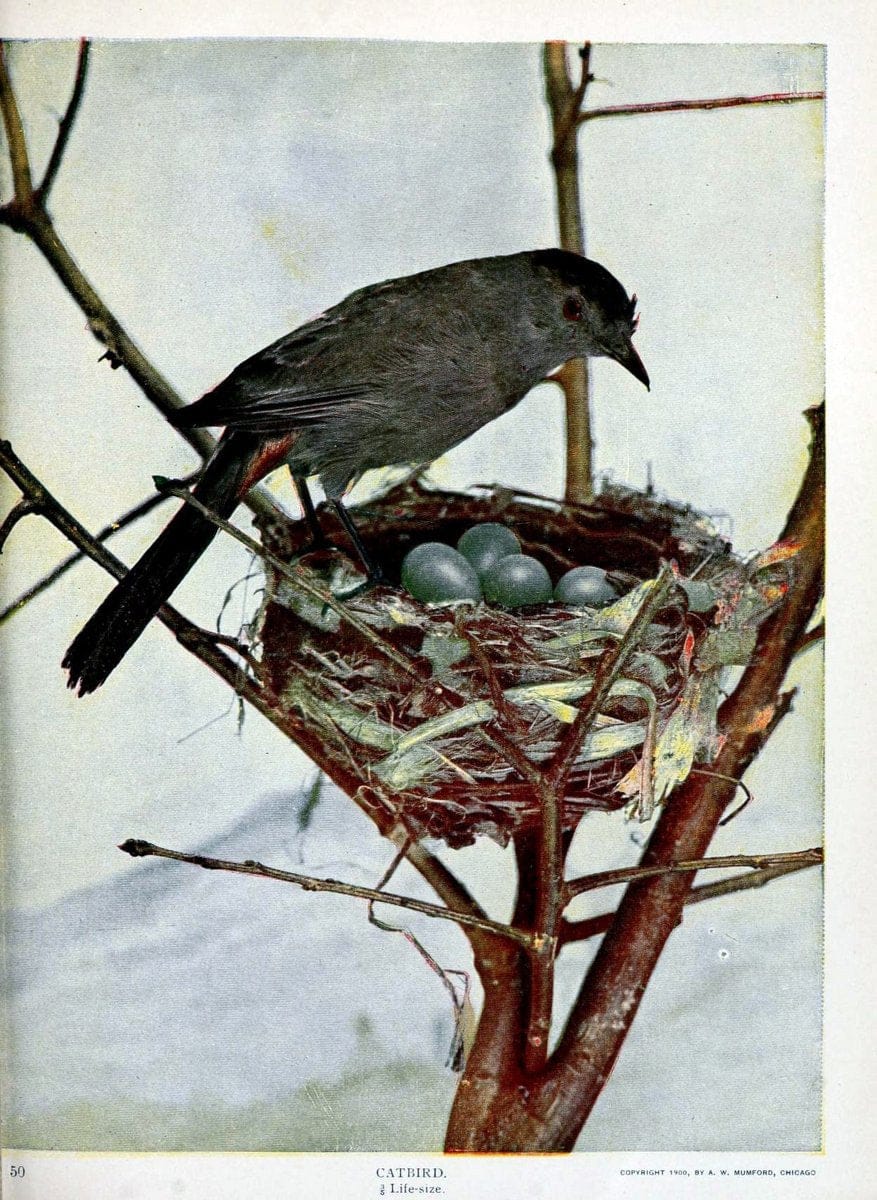 Birds and nature in natural colors :.Chicago :A.W. Mumford, Publisher,1913-1914.. |  | Vintage Print Reproduction 462233