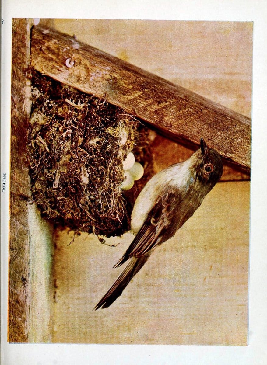 Birds and nature in natural colors :.Chicago :A.W. Mumford, Publisher,1913-1914.. |  | Vintage Print Reproduction 462234
