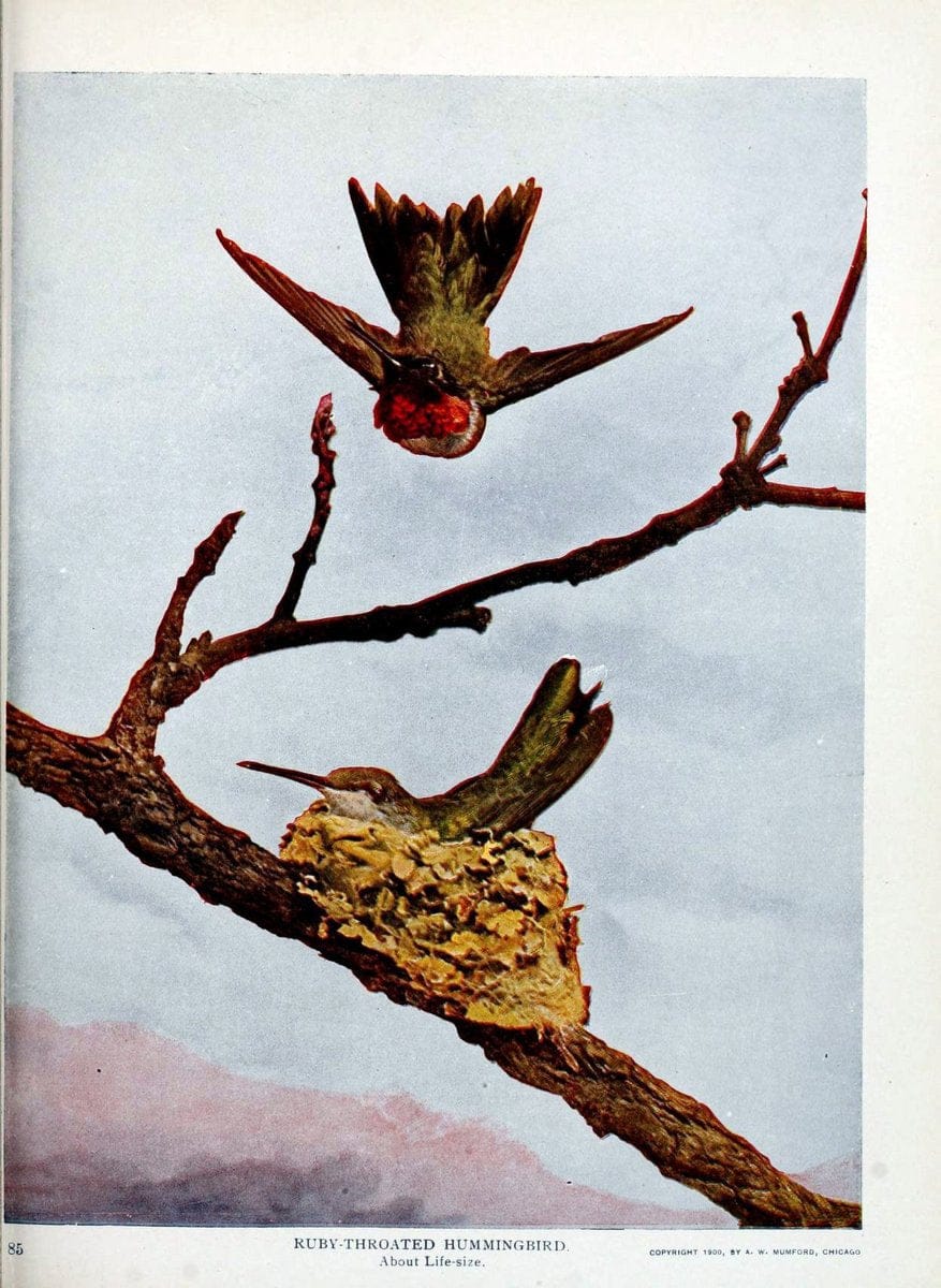 Birds and nature in natural colors :.Chicago :A.W. Mumford, Publisher,1913-1914.. |  | Vintage Print Reproduction 462236