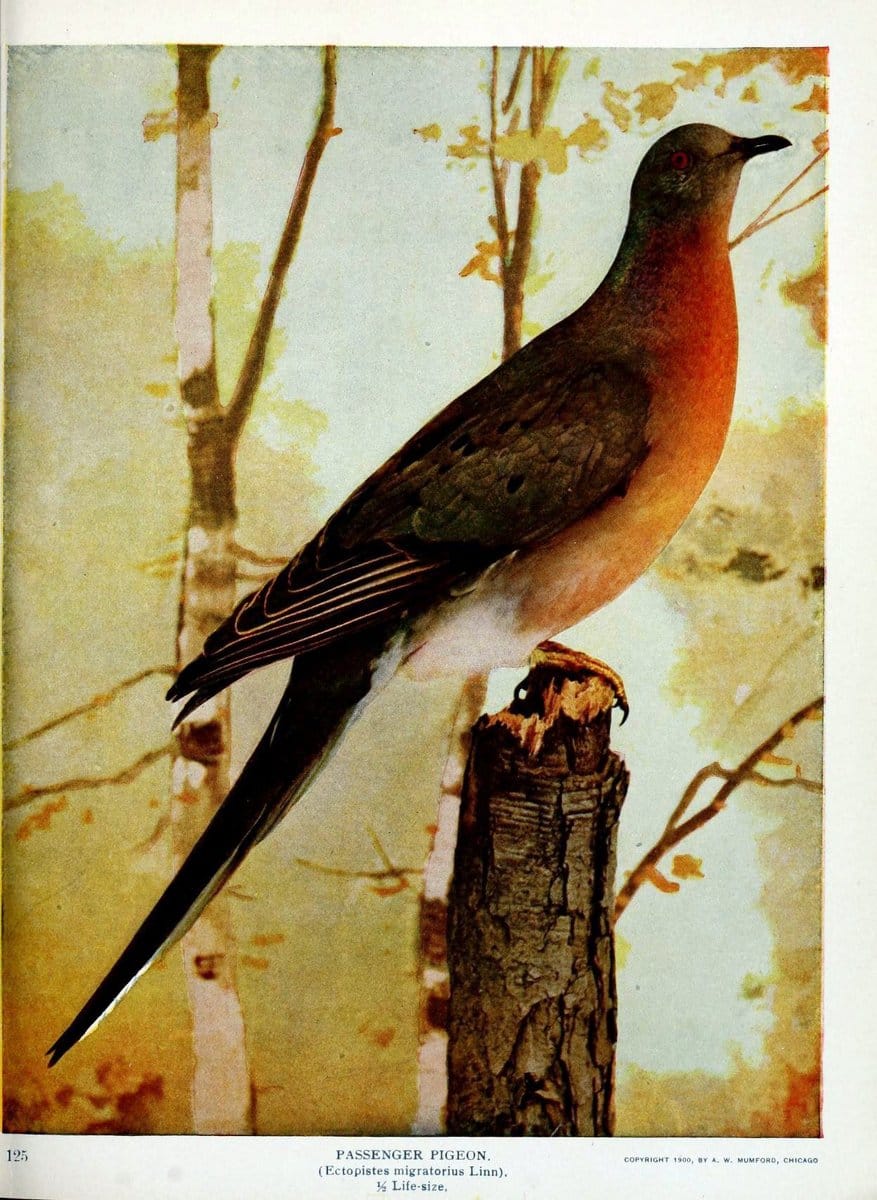 Birds and nature in natural colors :.Chicago :A.W. Mumford, Publisher,1913-1914.. |  | Vintage Print Reproduction 462237