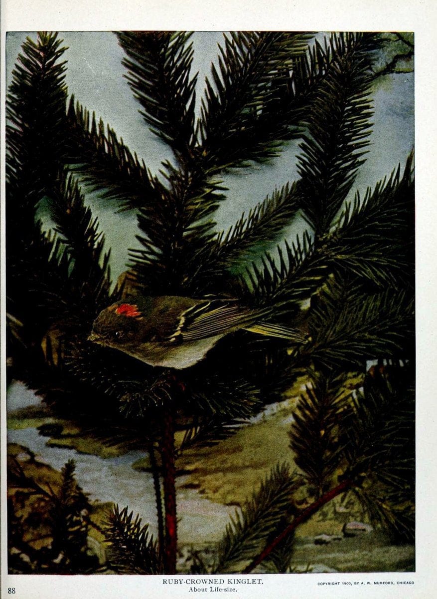 Birds and nature in natural colors :.Chicago :A.W. Mumford, Publisher,1913-1914.. |  | Vintage Print Reproduction 462238