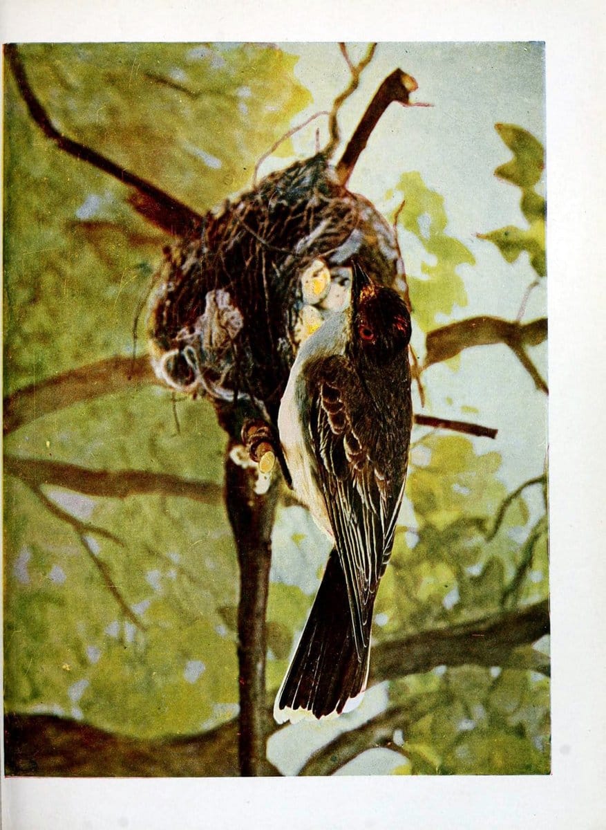 Birds and nature in natural colors :.Chicago :A.W. Mumford, Publisher,1913-1914.. |  | Vintage Print Reproduction 462239