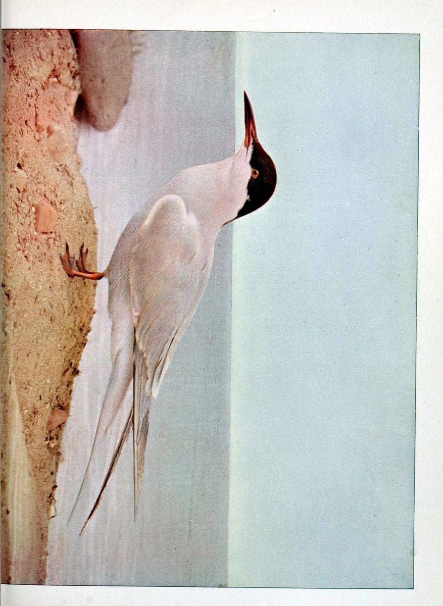 Birds and nature in natural colors :.Chicago :A.W. Mumford, Publisher,1913-1914.. |  | Vintage Print Reproduction 462240