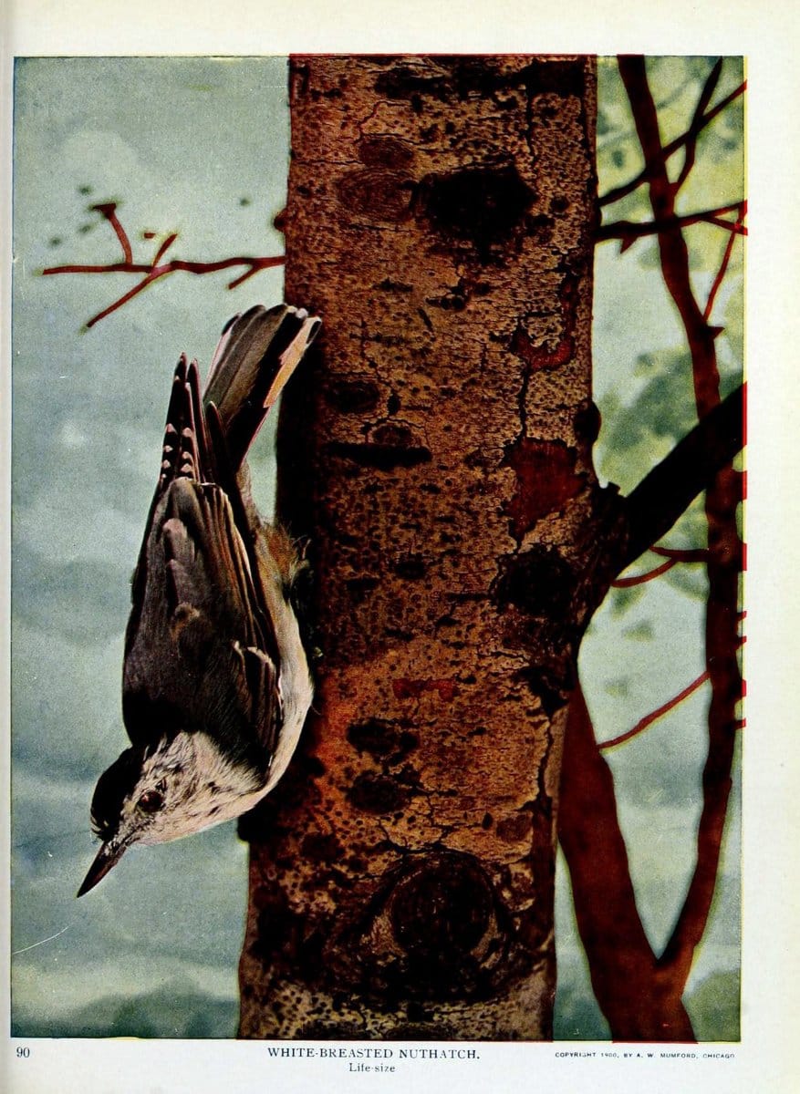 Birds and nature in natural colors :.Chicago :A.W. Mumford, Publisher,1913-1914.. |  | Vintage Print Reproduction 462241