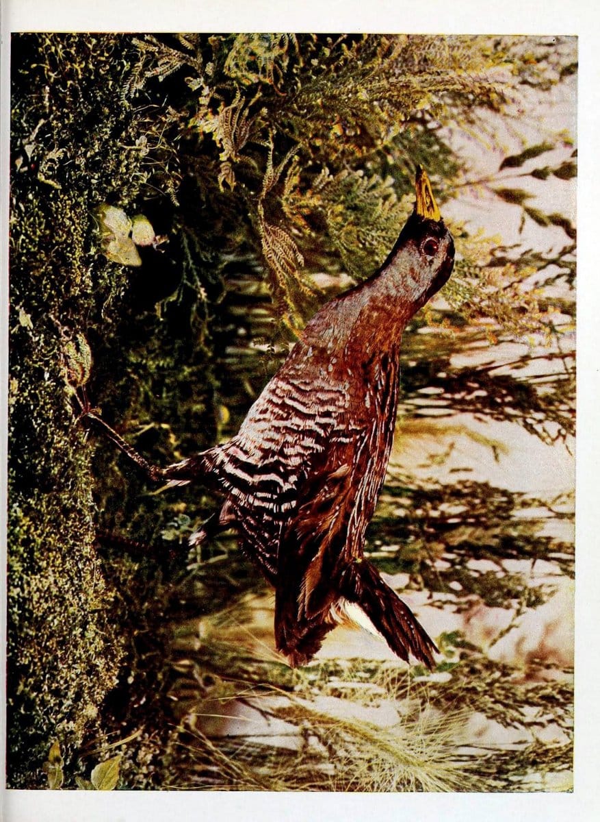Birds and nature in natural colors :.Chicago :A.W. Mumford, Publisher,1913-1914.. |  | Vintage Print Reproduction 462242