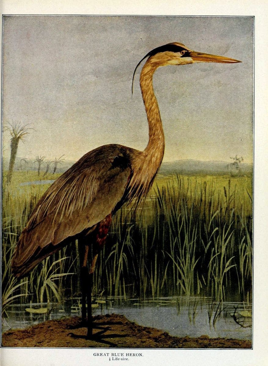 Birds and nature in natural colors :.Chicago :A.W. Mumford, Publisher,1913-1914.. |  | Vintage Print Reproduction 462243