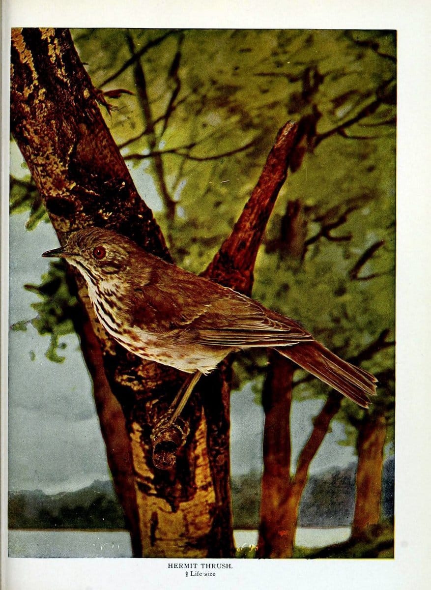 Birds and nature in natural colors :.Chicago :A.W. Mumford, Publisher,1913-1914.. |  | Vintage Print Reproduction 462244