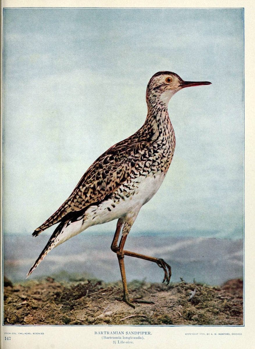 Birds and nature in natural colors :.Chicago :A.W. Mumford, Publisher,1913-1914.. |  | Vintage Print Reproduction 462245