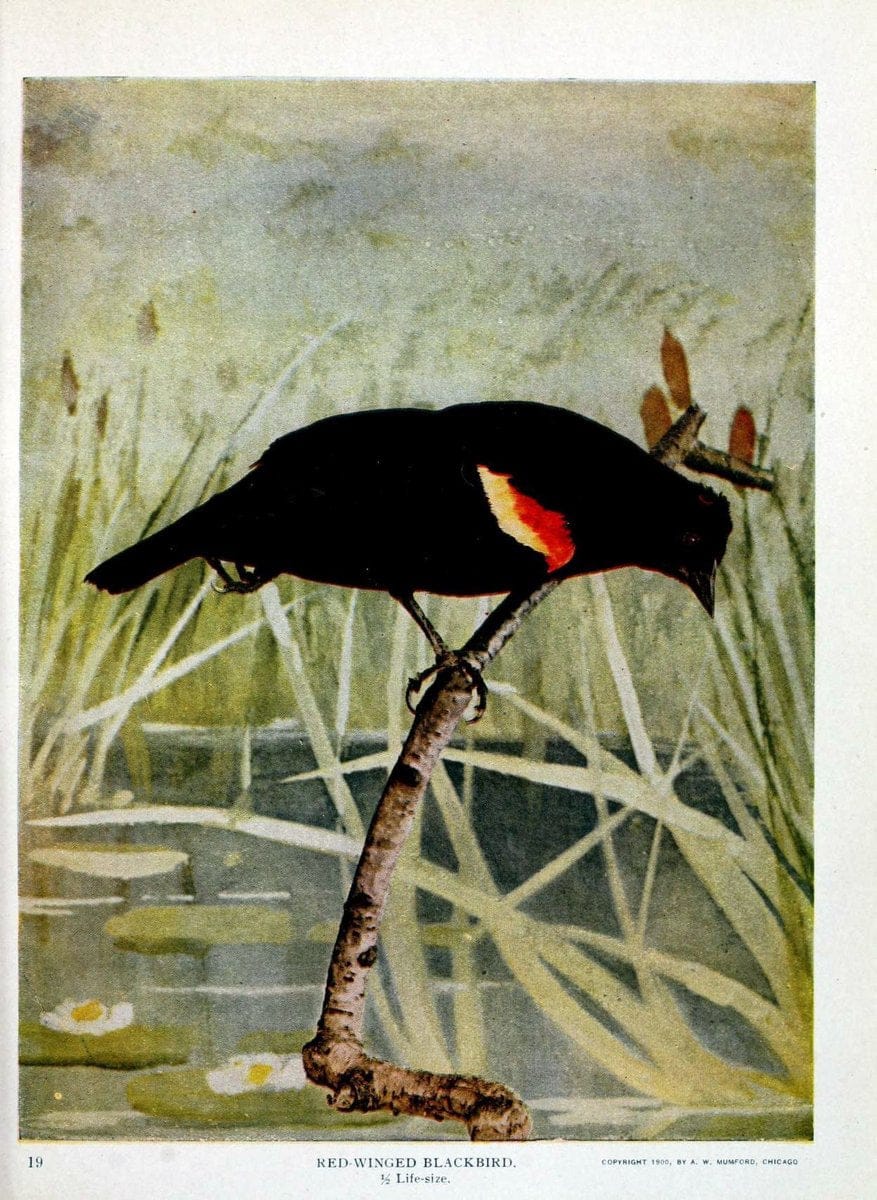 Birds and nature in natural colors :.Chicago :A.W. Mumford, Publisher,1913-1914.. |  | Vintage Print Reproduction 462246