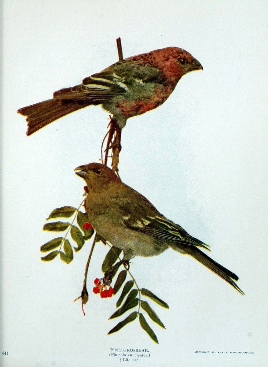 Birds and nature in natural colors :.Chicago :A.W. Mumford, Publisher,1913-1914.. |  | Vintage Print Reproduction 462247