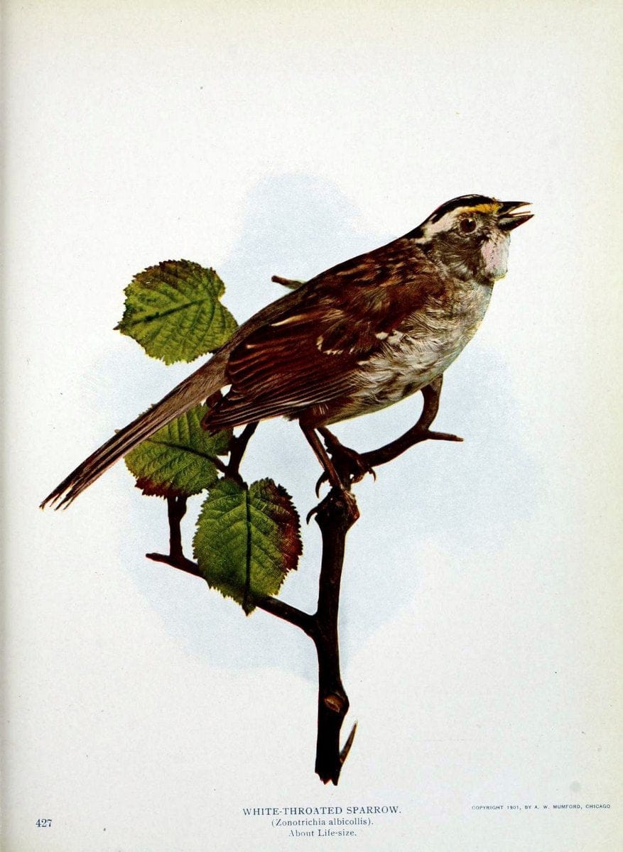 Birds and nature in natural colors :.Chicago :A.W. Mumford, Publisher,1913-1914.. |  | Vintage Print Reproduction 462248