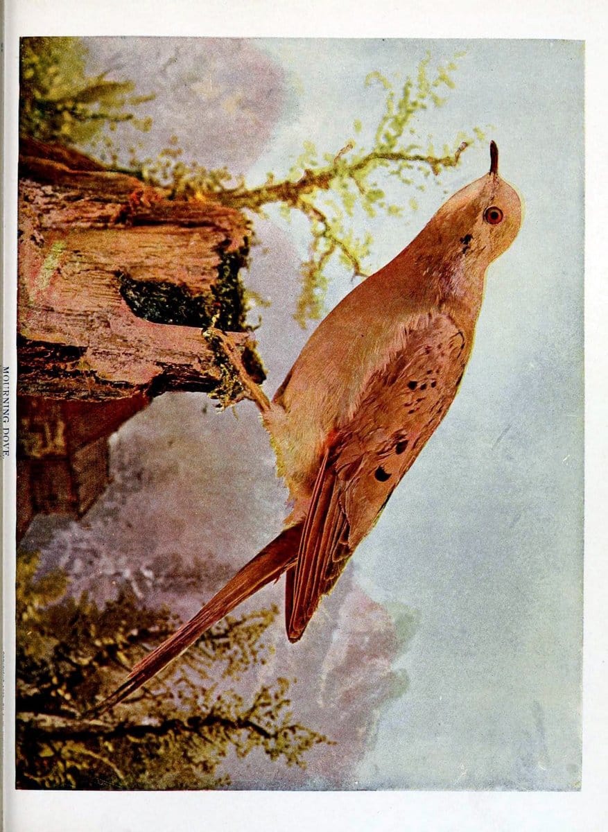 Birds and nature in natural colors :.Chicago :A.W. Mumford, Publisher,1913-1914.. |  | Vintage Print Reproduction 462249