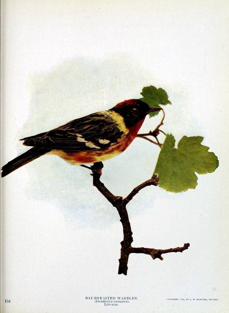 Birds and nature in natural colors :.Chicago :A.W. Mumford, Publisher,1913-1914.. |  | Vintage Print Reproduction 462250