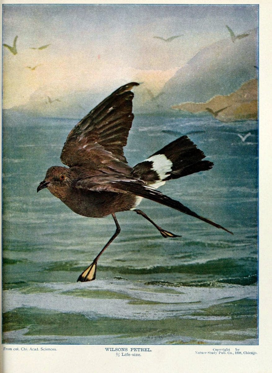 Birds and nature in natural colors :.Chicago :A.W. Mumford, Publisher,1913-1914.. |  | Vintage Print Reproduction 462251