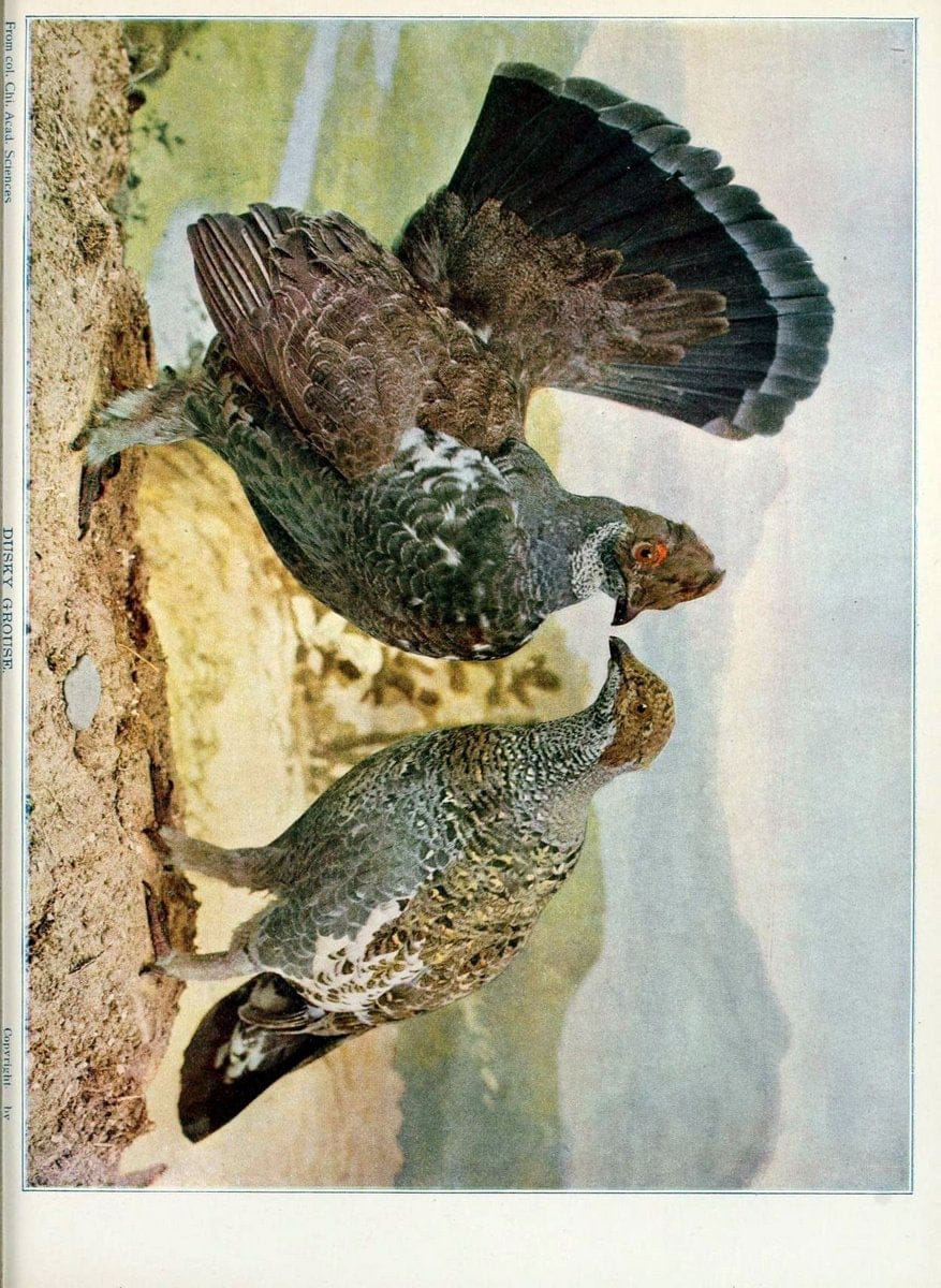 Birds and nature in natural colors :.Chicago :A.W. Mumford, Publisher,1913-1914.. |  | Vintage Print Reproduction 462252