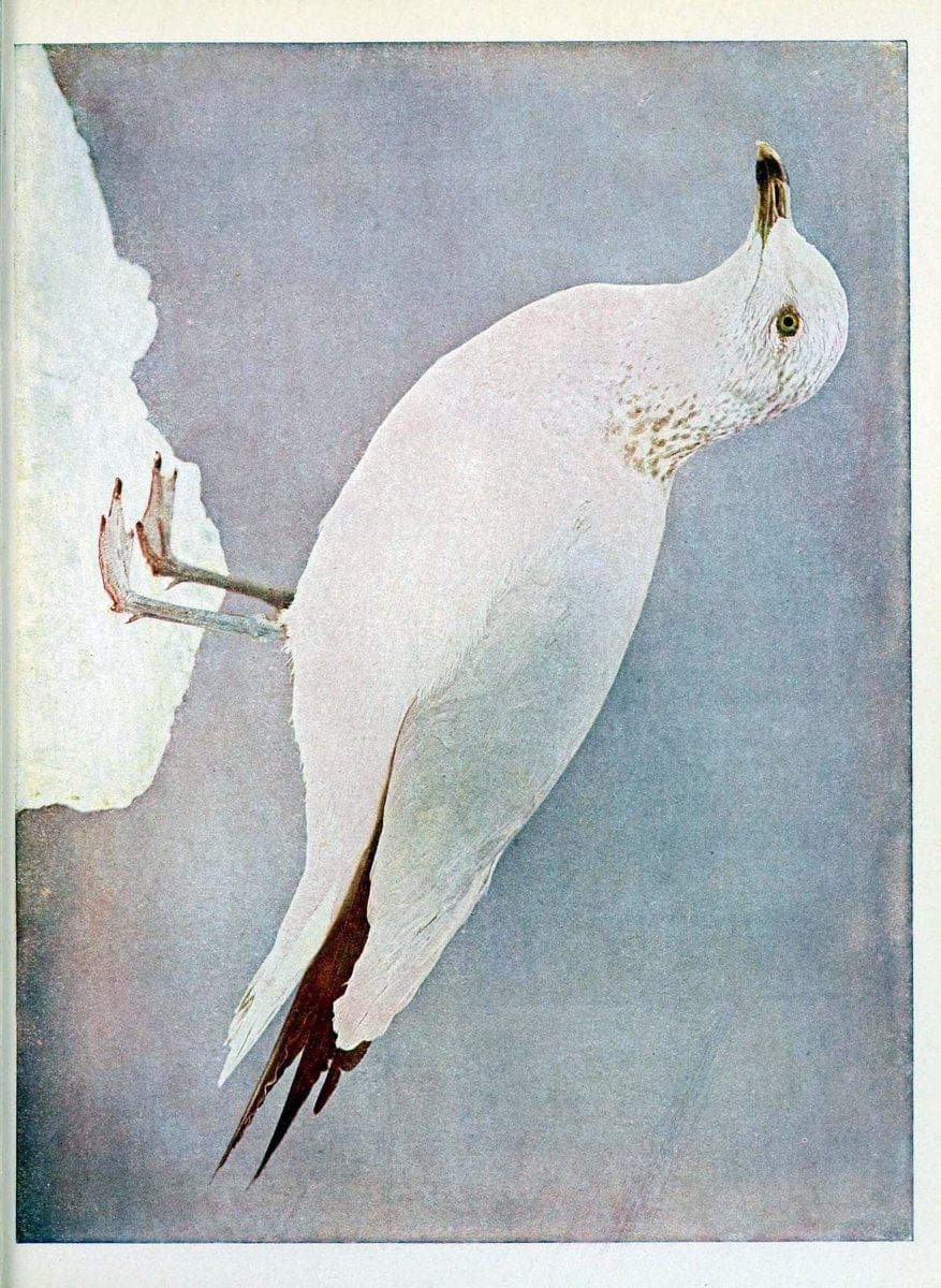 Birds and nature in natural colors :.Chicago :A.W. Mumford, Publisher,1913-1914.. |  | Vintage Print Reproduction 462253