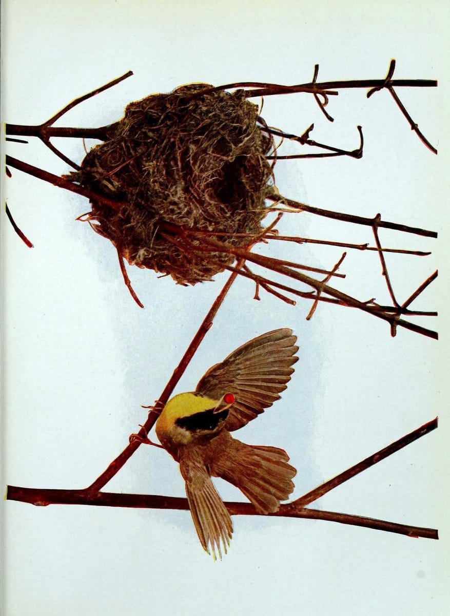 Birds and nature in natural colors :.Chicago :A.W. Mumford, Publisher,1913-1914.. |  | Vintage Print Reproduction 462254