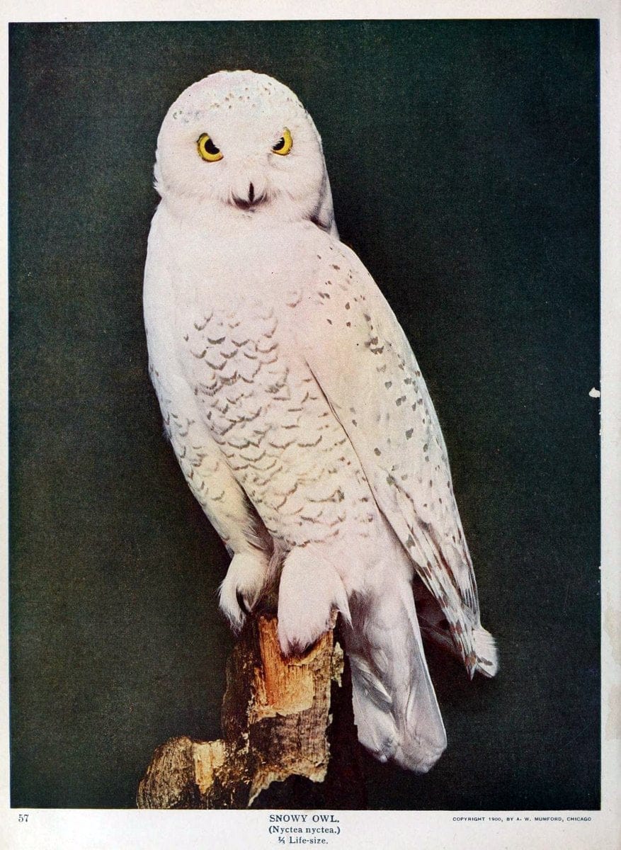 Birds and nature in natural colors :.Chicago :A.W. Mumford, Publisher,1913-1914.. |  | Vintage Print Reproduction 462255