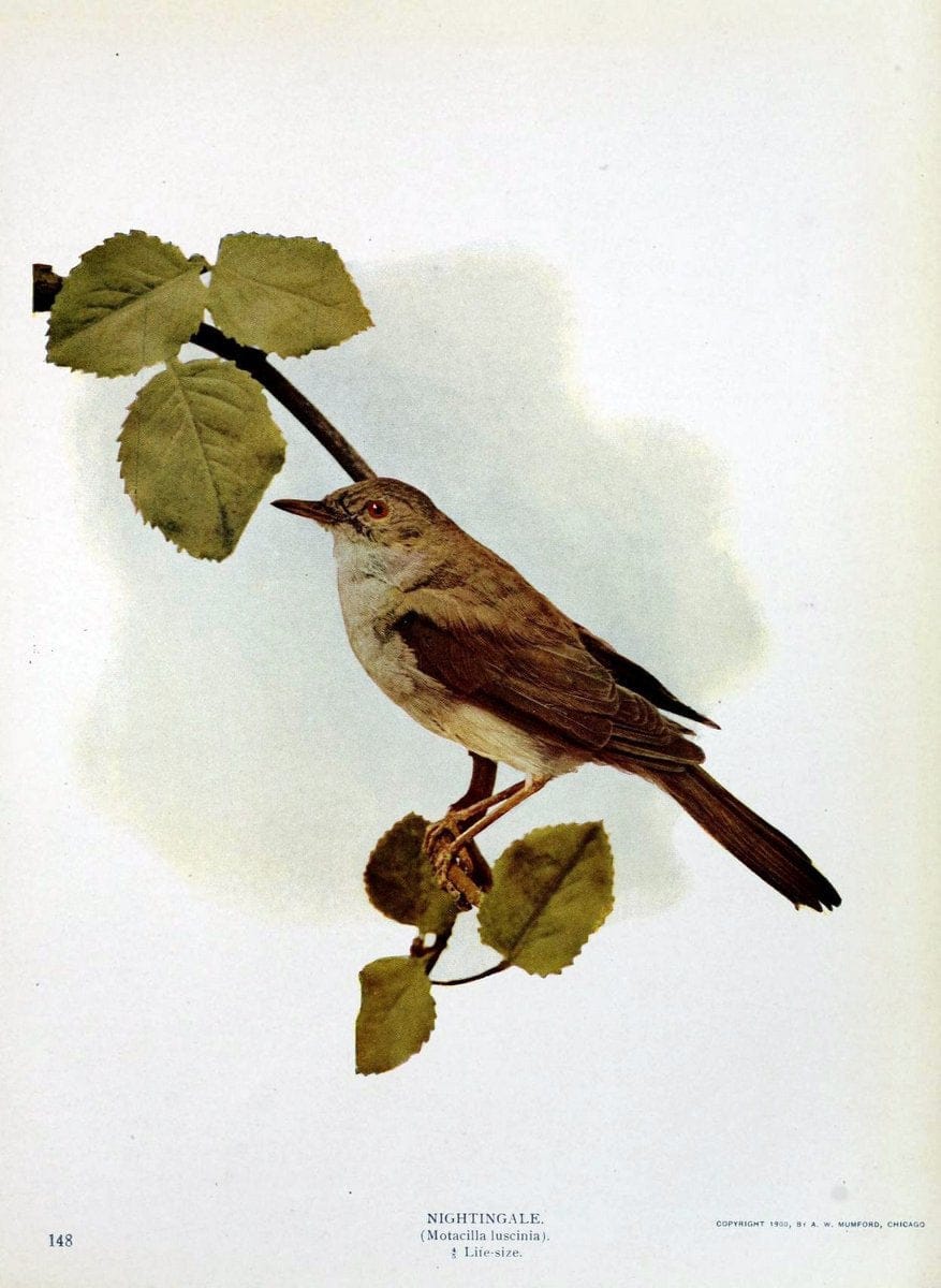 Birds and nature in natural colors :.Chicago :A.W. Mumford, Publisher,1913-1914.. |  | Vintage Print Reproduction 462256