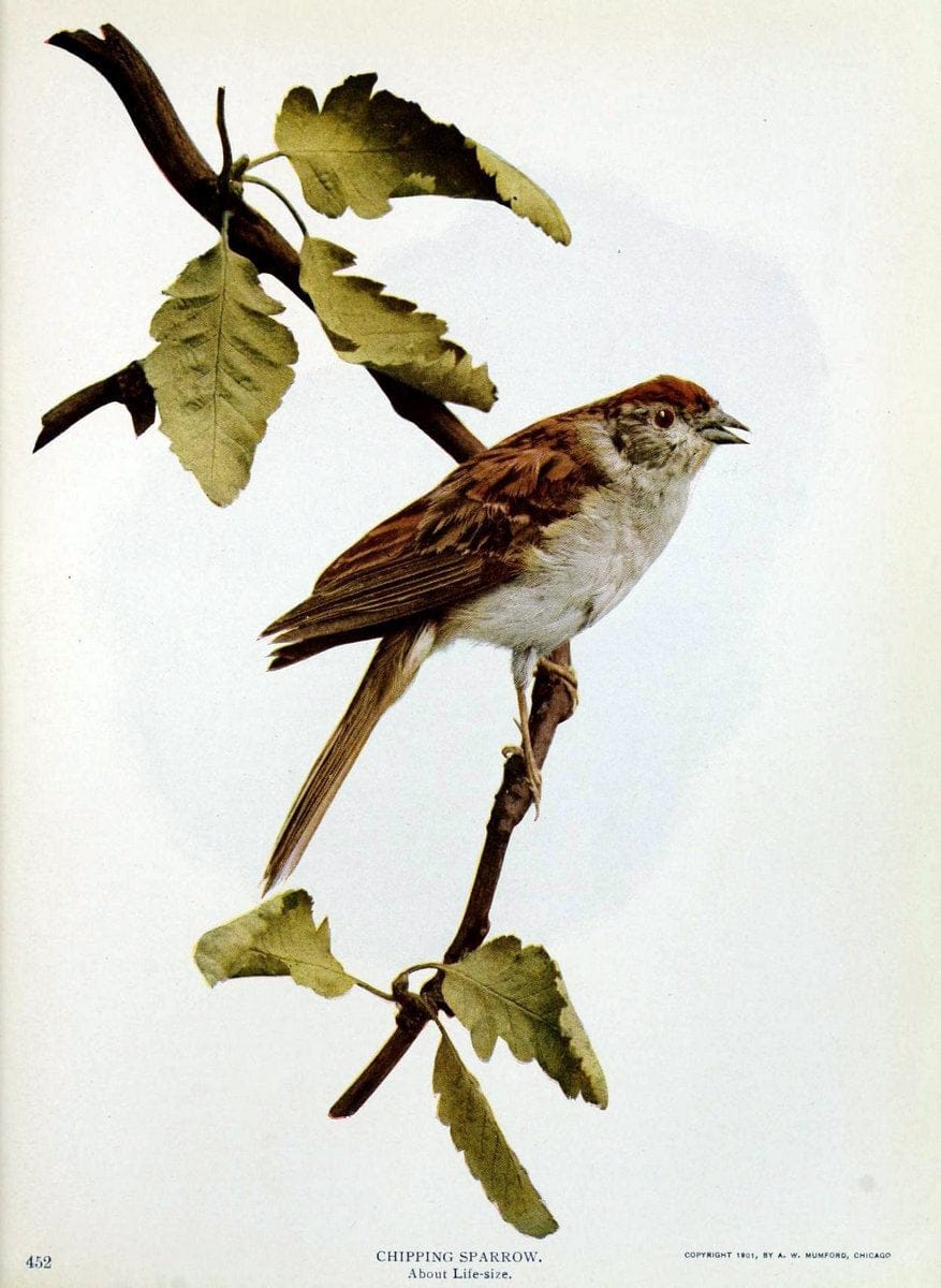 Birds and nature in natural colors :.Chicago :A.W. Mumford, Publisher,1913-1914.. |  | Vintage Print Reproduction 462257