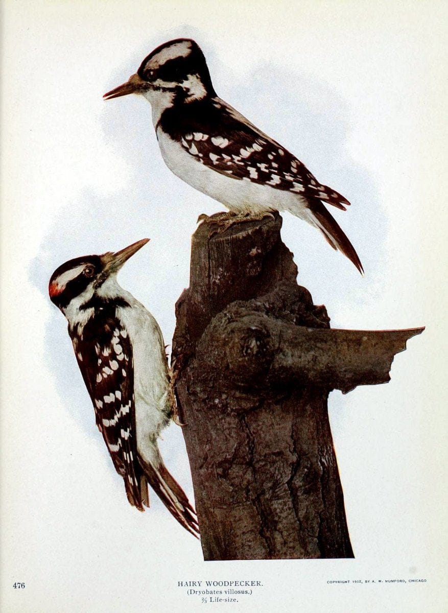 Birds and nature in natural colors :.Chicago :A.W. Mumford, Publisher,1913-1914.. |  | Vintage Print Reproduction 462258