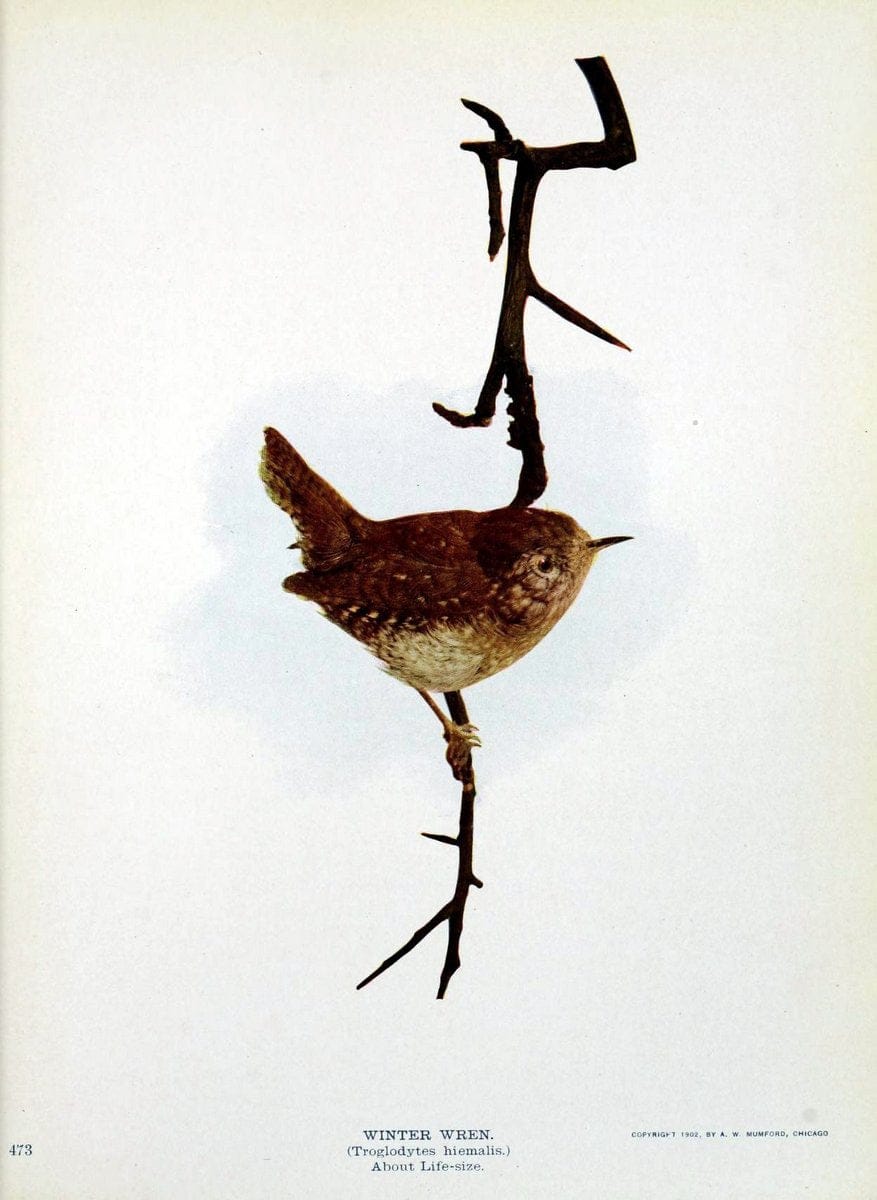Birds and nature in natural colors :.Chicago :A.W. Mumford, Publisher,1913-1914.. |  | Vintage Print Reproduction 462259