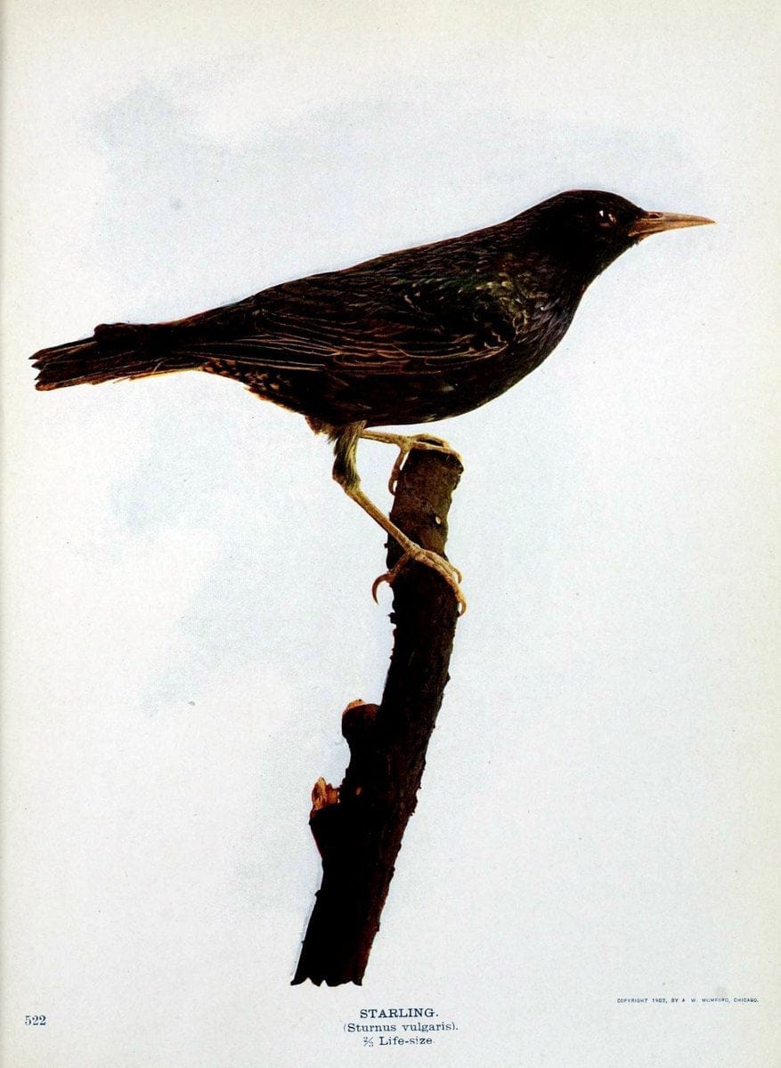 Birds and nature in natural colors :.Chicago :A.W. Mumford, Publisher,1913-1914.. |  | Vintage Print Reproduction 462260