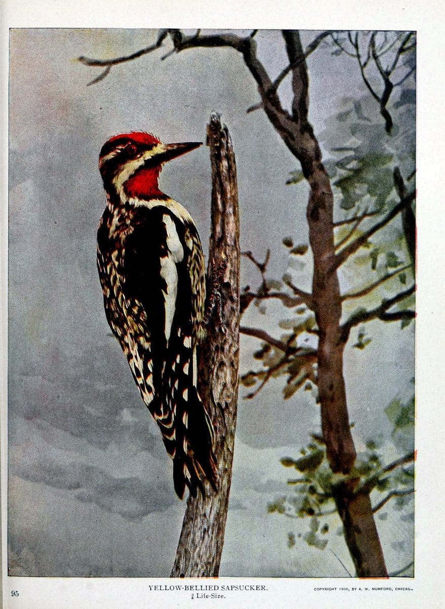 Birds and nature in natural colors :.Chicago :A.W. Mumford, Publisher,1913-1914.. |  | Vintage Print Reproduction 462262