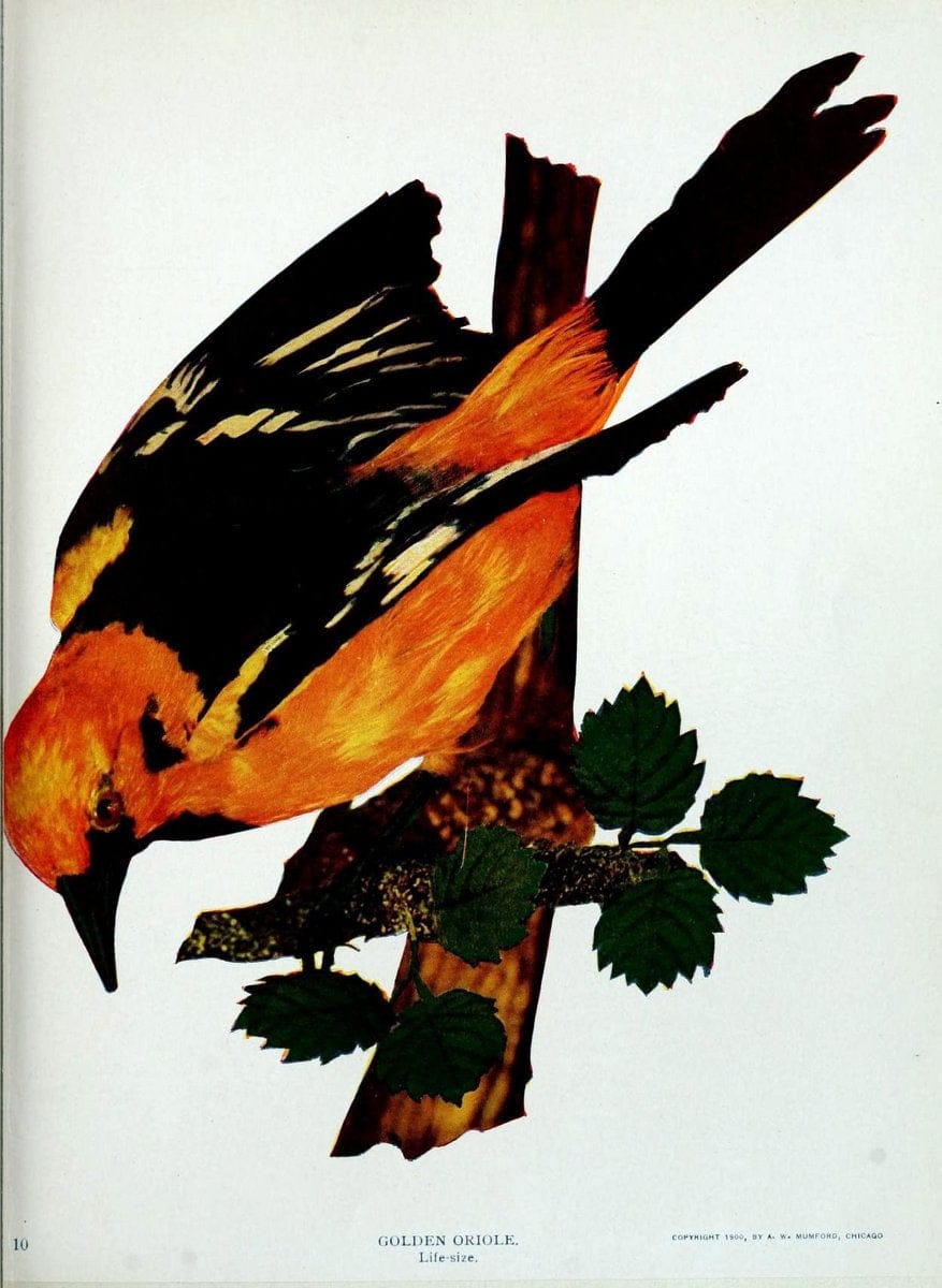 Birds and nature in natural colors :.Chicago :A.W. Mumford, Publisher,1913-1914.. |  | Vintage Print Reproduction 462263