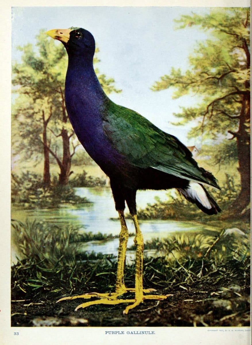 Birds and nature in natural colors :.Chicago :A.W. Mumford, Publisher,1913-1914.. |  | Vintage Print Reproduction 462264