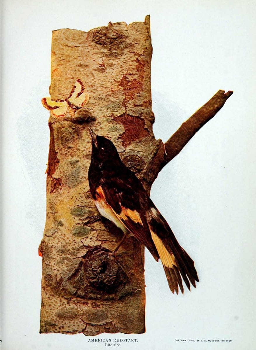 Birds and nature in natural colors :.Chicago :A.W. Mumford, Publisher,1913-1914.. |  | Vintage Print Reproduction 462265