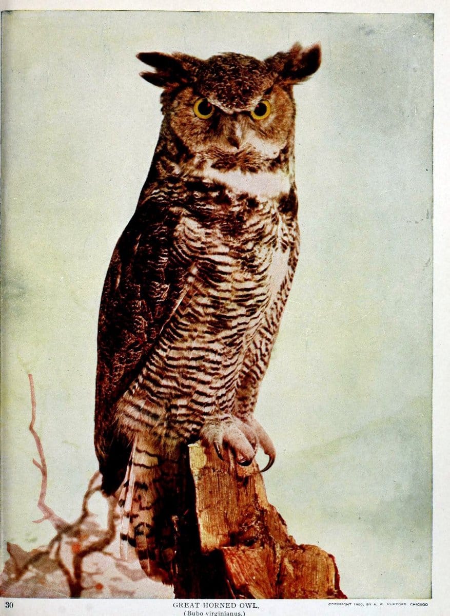 Birds and nature in natural colors :.Chicago :A.W. Mumford, Publisher,1913-1914.. |  | Vintage Print Reproduction 462266
