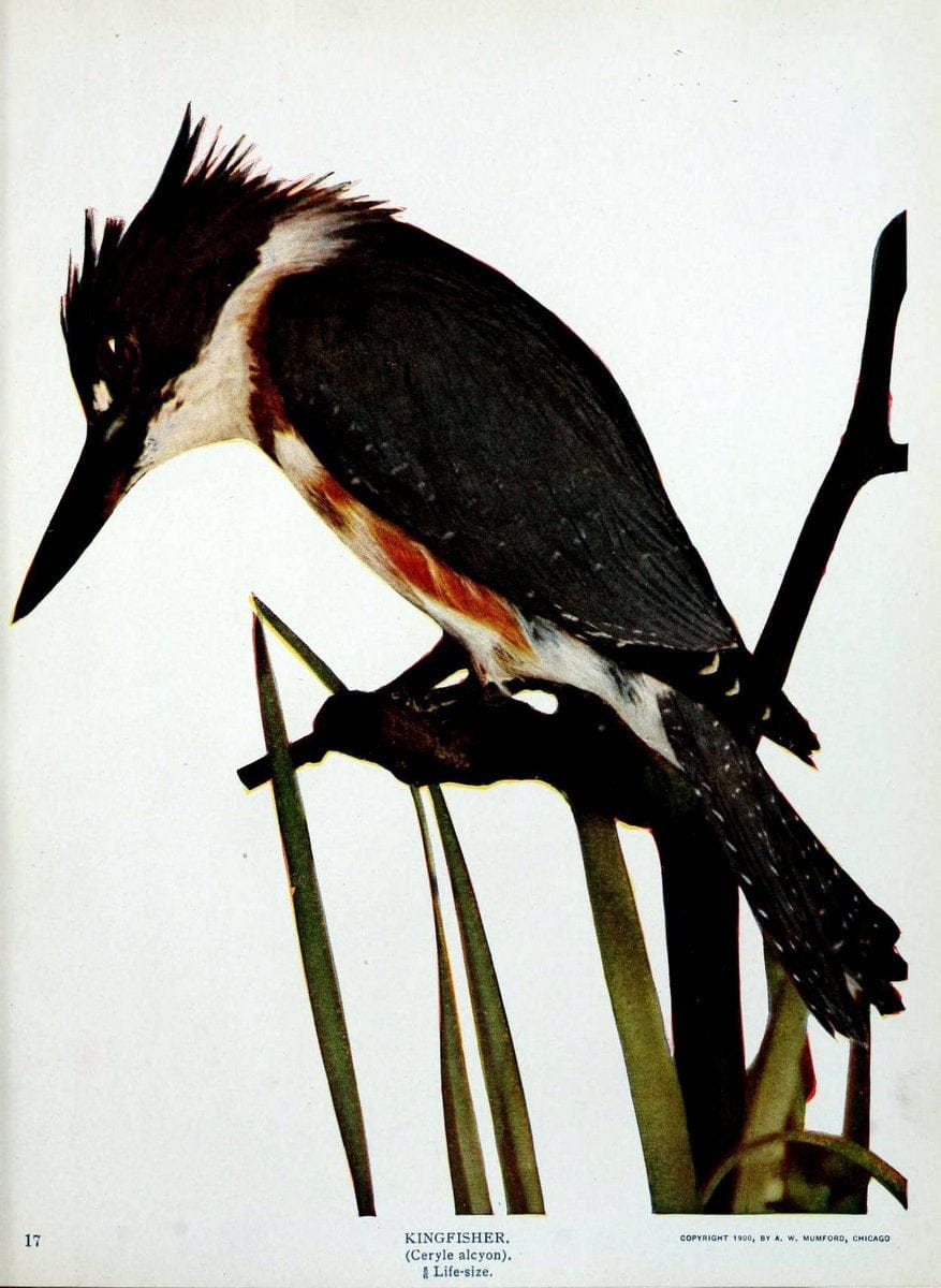 Birds and nature in natural colors :.Chicago :A.W. Mumford, Publisher,1913-1914.. |  | Vintage Print Reproduction 462267