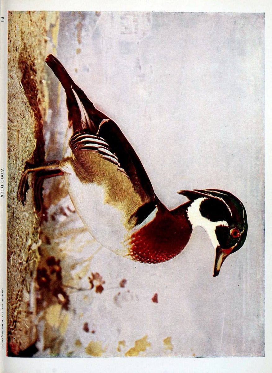 Birds and nature in natural colors :.Chicago :A.W. Mumford, Publisher,1913-1914.. |  | Vintage Print Reproduction 462268