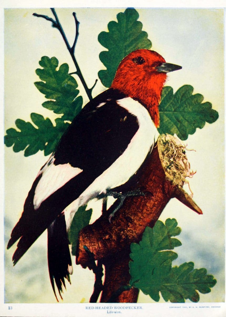 Birds and nature in natural colors. v.1.Chicago :A.W. Mumford, Publisher,1913-1914. | Birds "North America"  | Vintage Print Reproduction 462271