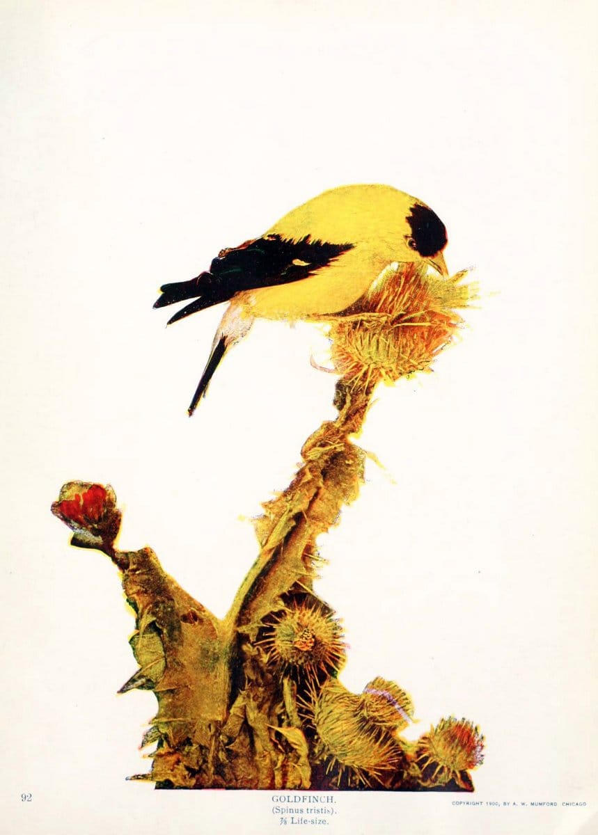 Birds and nature in natural colors. v.1.Chicago :A.W. Mumford, Publisher,1913-1914. | Birds "North America"  | Vintage Print Reproduction 462272