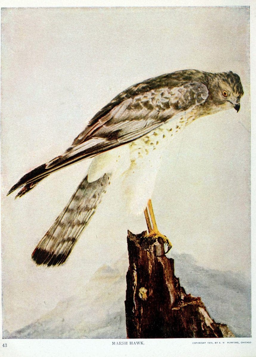 Birds and nature in natural colors. v.1.Chicago :A.W. Mumford, Publisher,1913-1914. | Birds "North America"  | Vintage Print Reproduction 462273