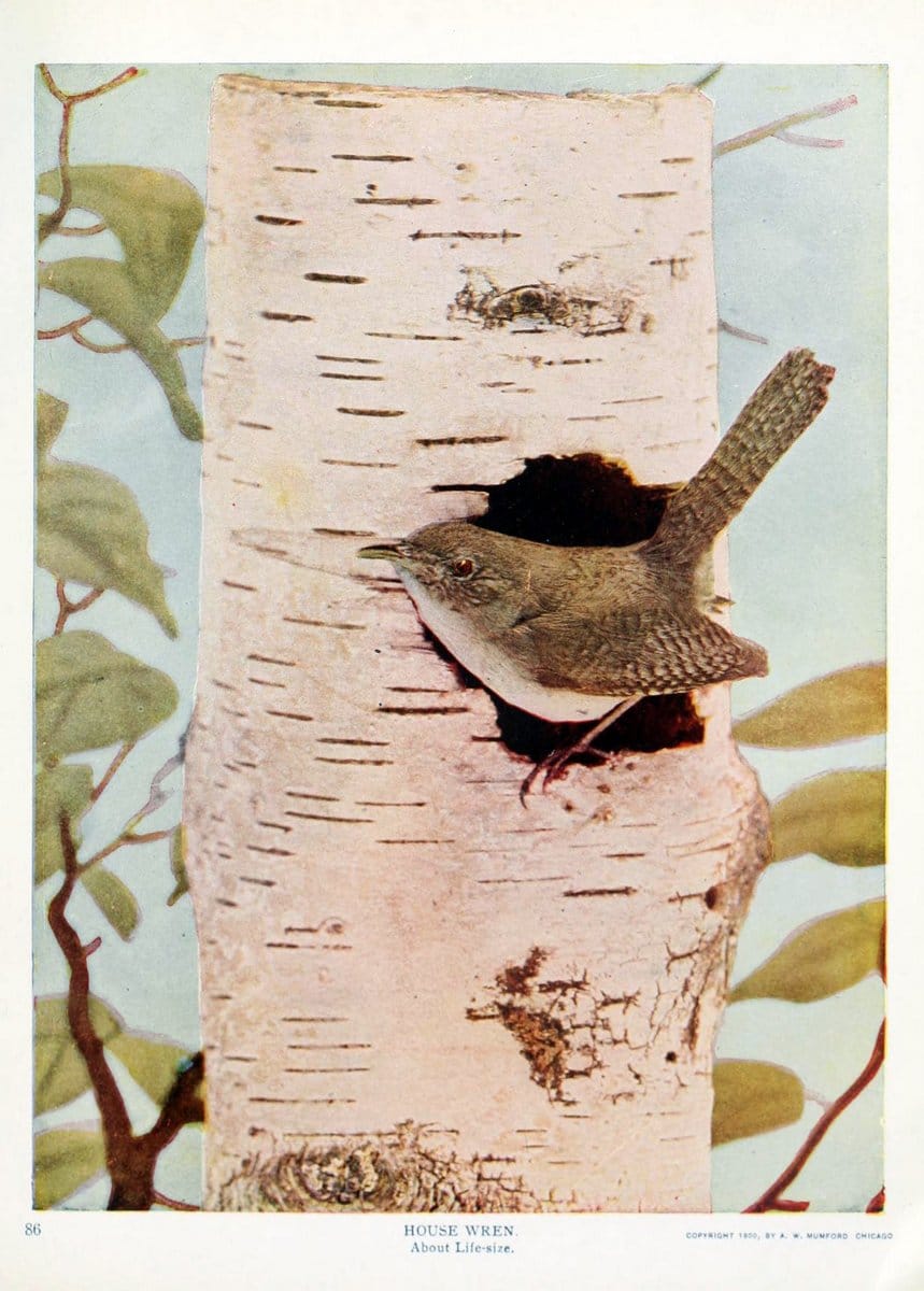 Birds and nature in natural colors. v.1.Chicago :A.W. Mumford, Publisher,1913-1914. | Birds "North America"  | Vintage Print Reproduction 462274
