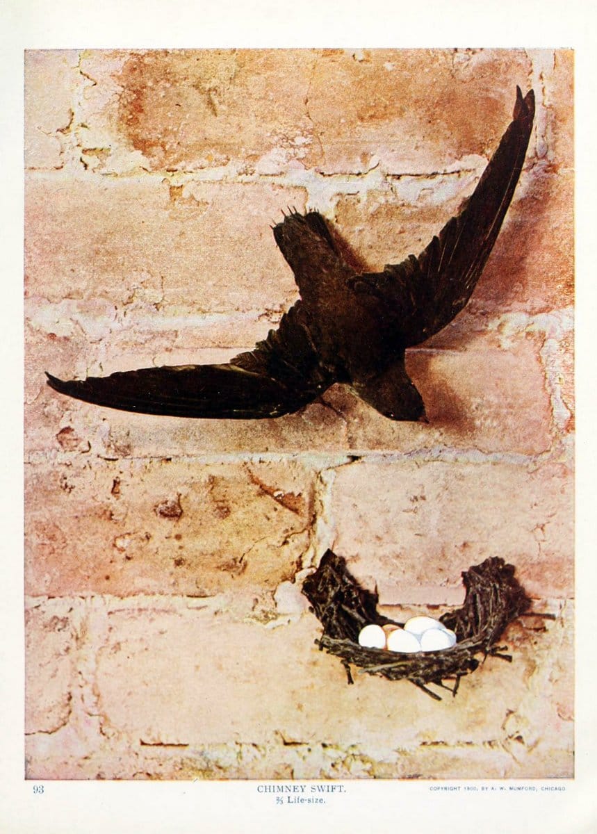 Birds and nature in natural colors. v.1.Chicago :A.W. Mumford, Publisher,1913-1914. | Birds "North America"  | Vintage Print Reproduction 462275