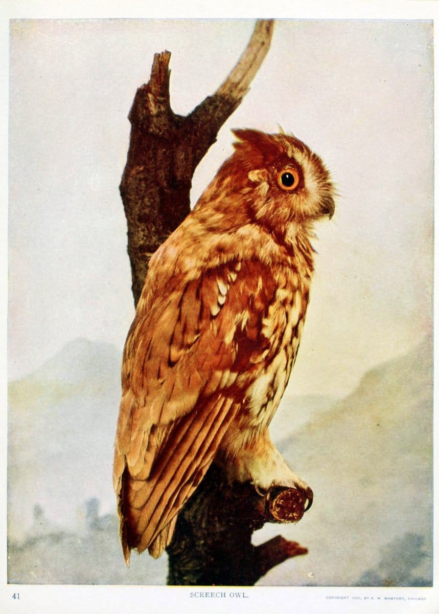Birds and nature in natural colors. v.1.Chicago :A.W. Mumford, Publisher,1913-1914. | Birds "North America"  | Vintage Print Reproduction 462276