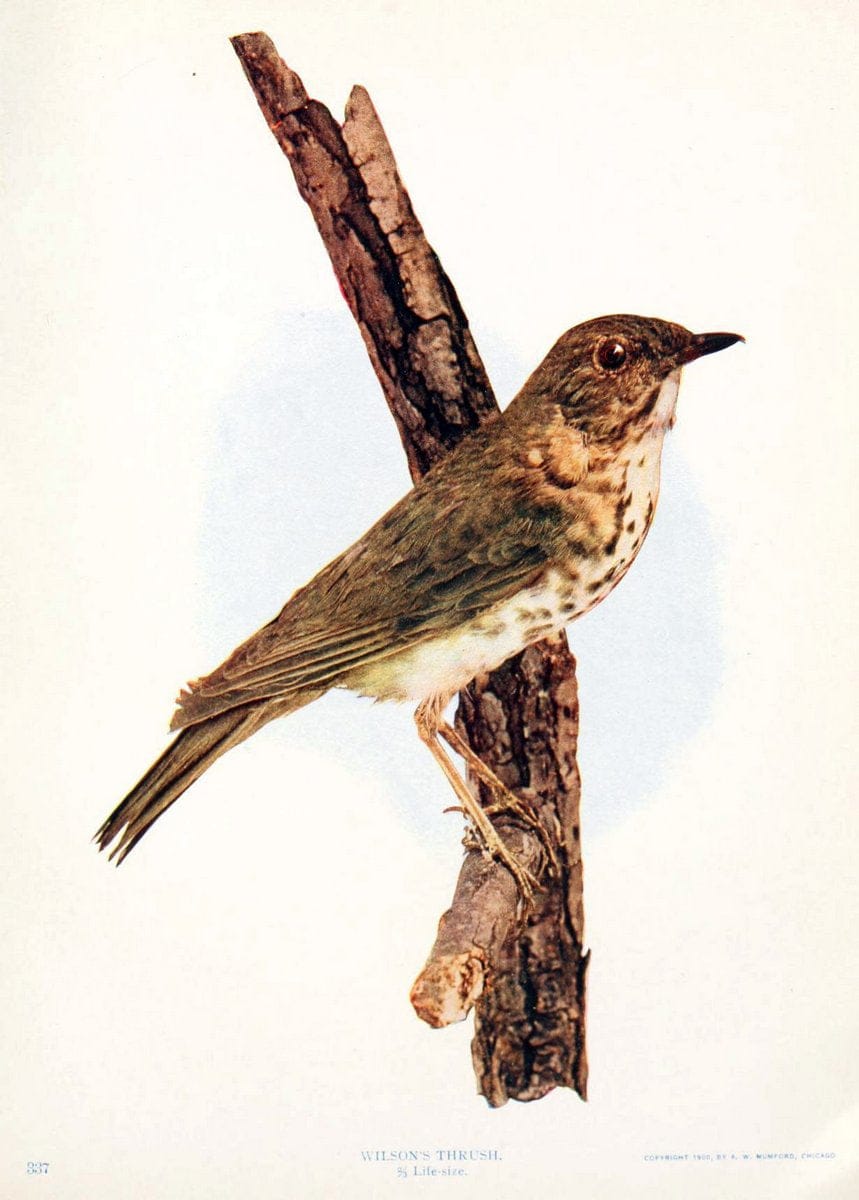 Birds and nature in natural colors. v.1.Chicago :A.W. Mumford, Publisher,1913-1914. | Birds "North America"  | Vintage Print Reproduction 462277