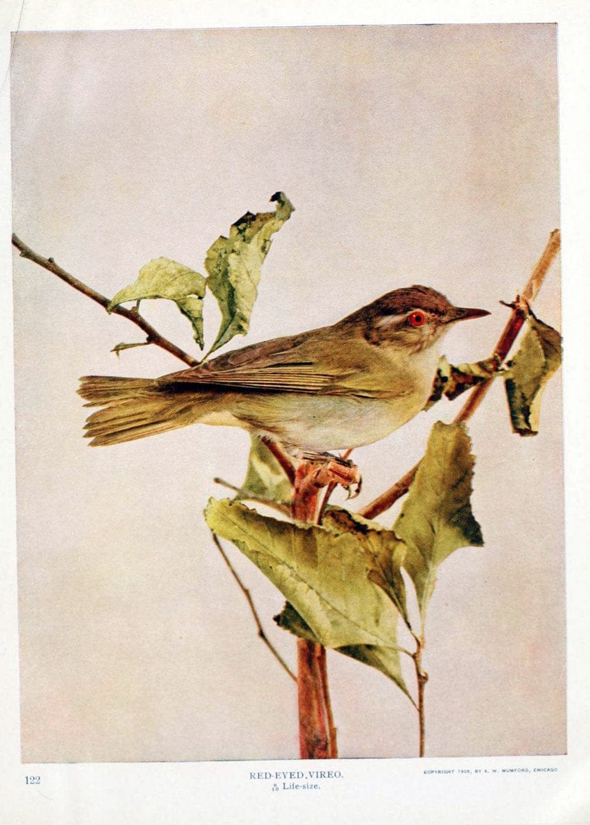 Birds and nature in natural colors. v.1.Chicago :A.W. Mumford, Publisher,1913-1914. | Birds "North America"  | Vintage Print Reproduction 462278