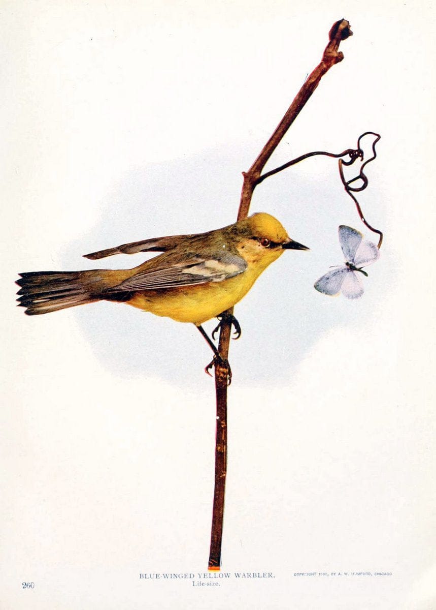 Birds and nature in natural colors. v.1.Chicago :A.W. Mumford, Publisher,1913-1914. | Birds "North America"  | Vintage Print Reproduction 462279