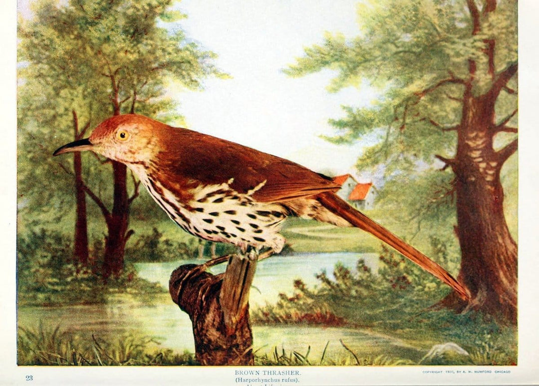 Birds and nature in natural colors. v.1.Chicago :A.W. Mumford, Publisher,1913-1914. | Birds "North America"  | Vintage Print Reproduction 462280