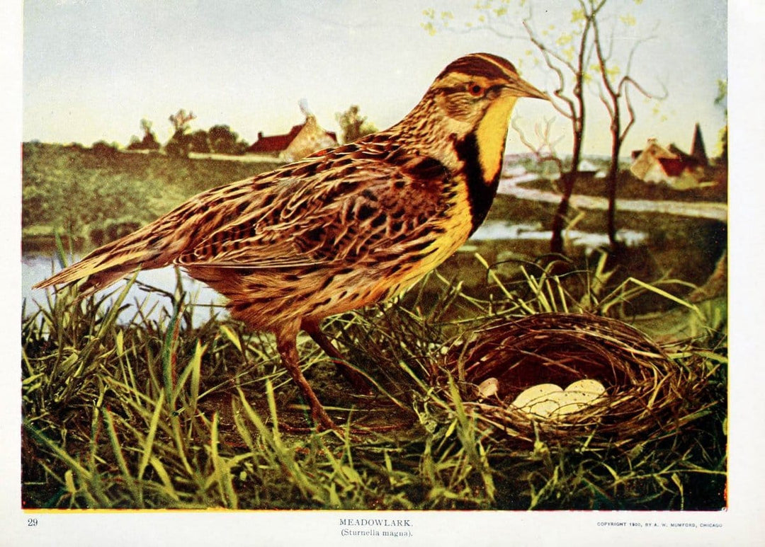 Birds and nature in natural colors. v.1.Chicago :A.W. Mumford, Publisher,1913-1914. | Birds "North America"  | Vintage Print Reproduction 462281