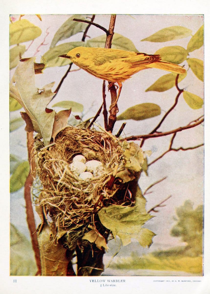 Birds and nature in natural colors. v.1.Chicago :A.W. Mumford, Publisher,1913-1914. | Birds "North America"  | Vintage Print Reproduction 462282