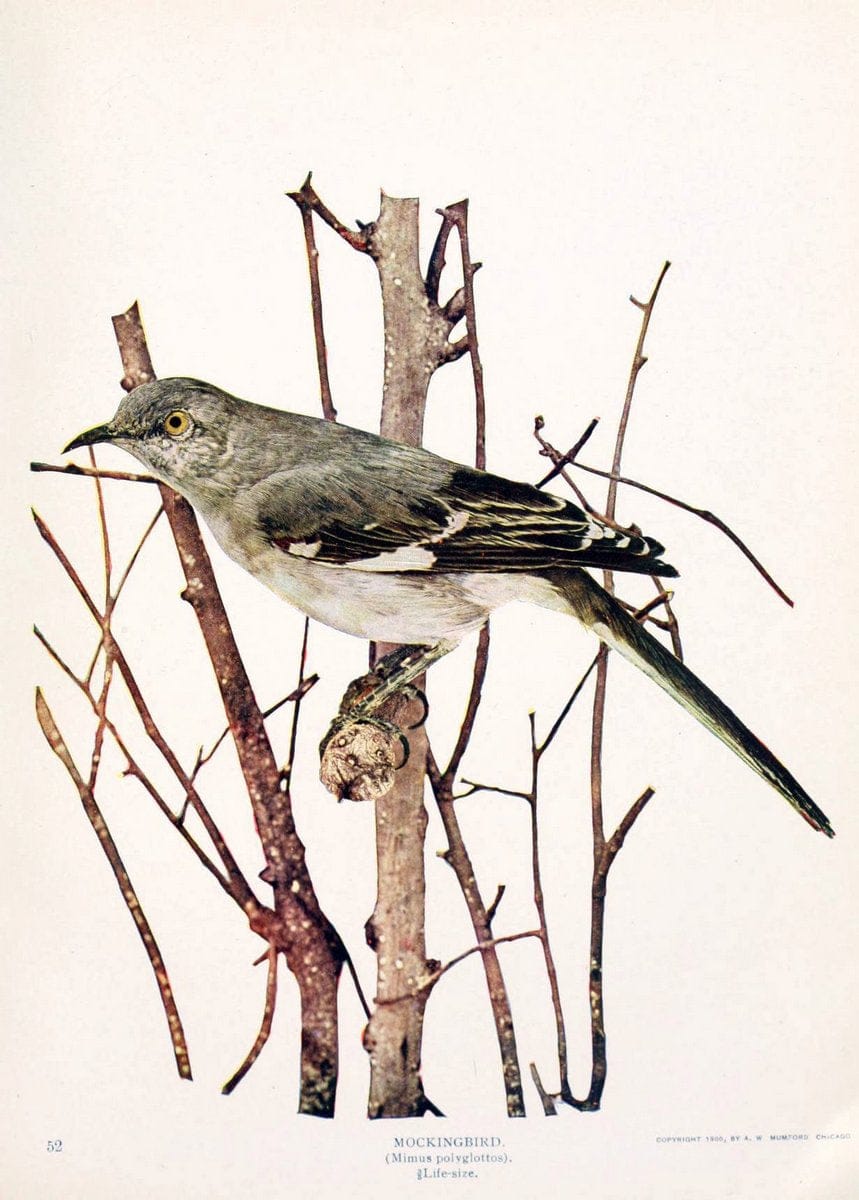 Birds and nature in natural colors. v.1.Chicago :A.W. Mumford, Publisher,1913-1914. | Birds "North America"  | Vintage Print Reproduction 462283