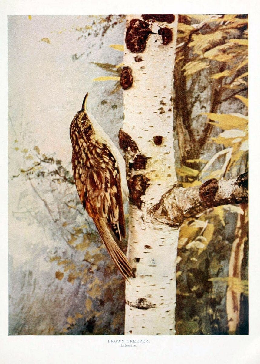 Birds and nature in natural colors. v.1.Chicago :A.W. Mumford, Publisher,1913-1914. | Birds "North America"  | Vintage Print Reproduction 462284