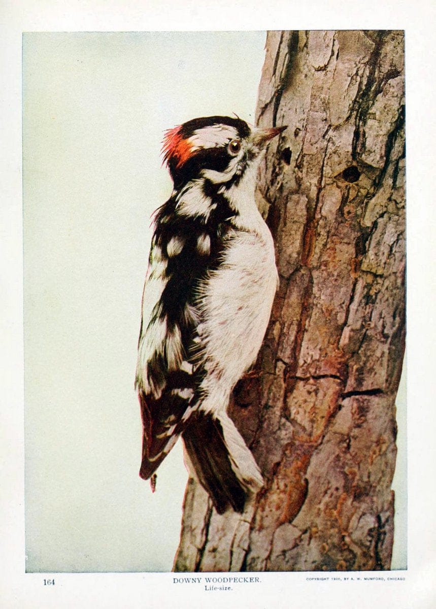 Birds and nature in natural colors. v.1.Chicago :A.W. Mumford, Publisher,1913-1914. | Birds "North America"  | Vintage Print Reproduction 462285
