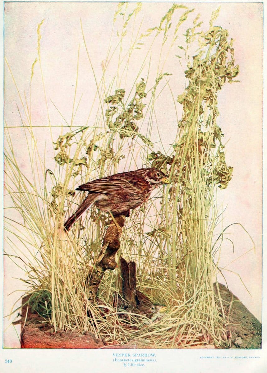 Birds and nature in natural colors. v.1.Chicago :A.W. Mumford, Publisher,1913-1914. | Birds "North America"  | Vintage Print Reproduction 462286